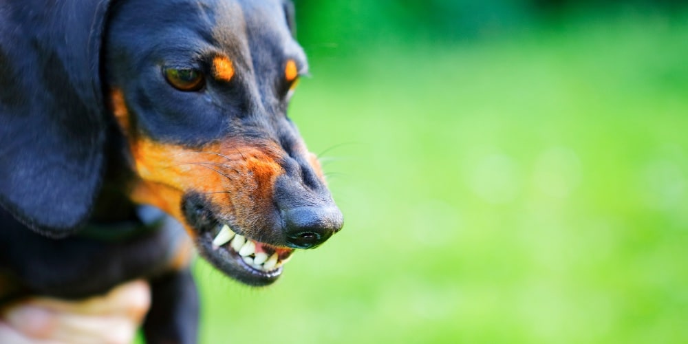 dog bearing teeth 