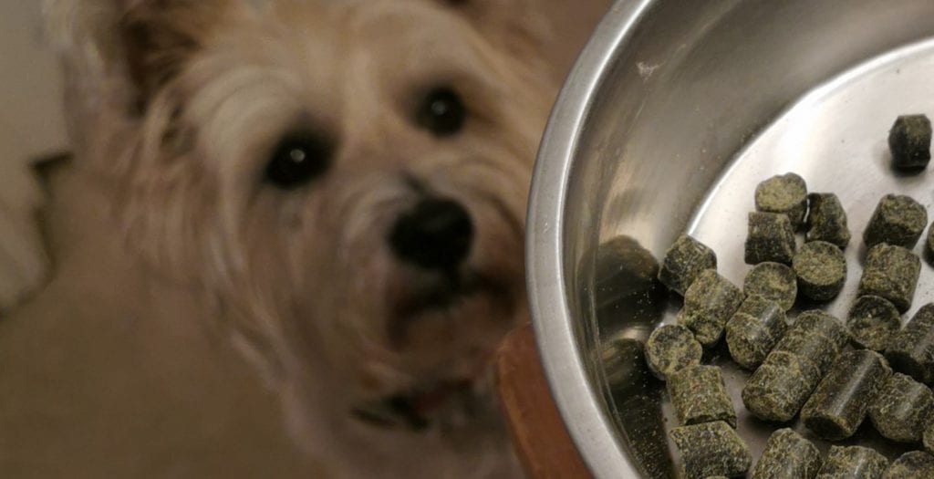 Alfie and his veggie dog food