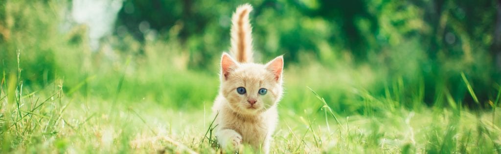 Kitten in the wild