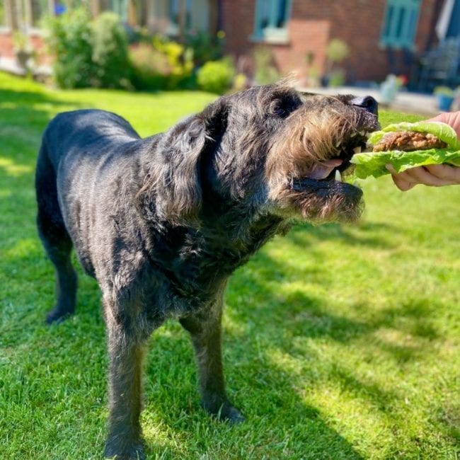 dog eating a burger