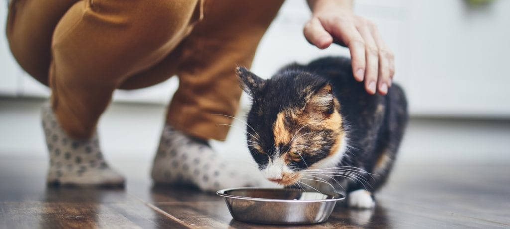 Raw feeding cats