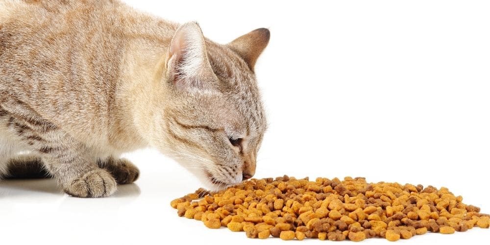 Diabetic cat eating dry food