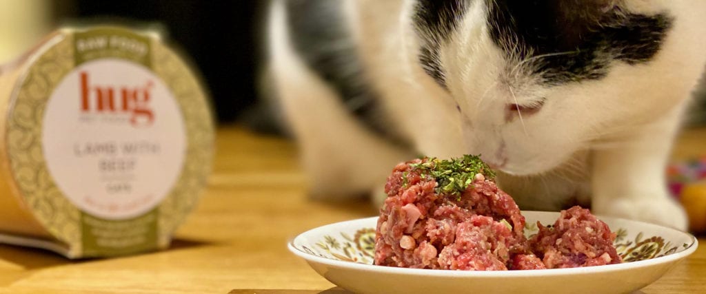 Feline eating Hug raw cat food