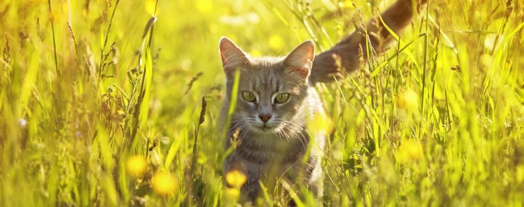 Cat in the wild