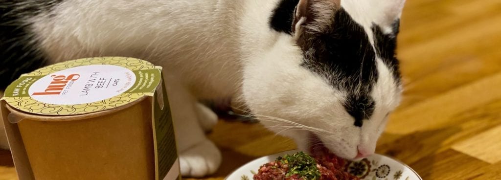 Cat eating Hug