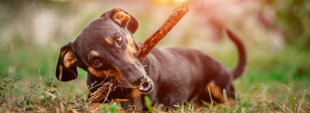 Happy Dachshund