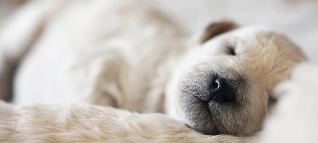Puppy sleeping