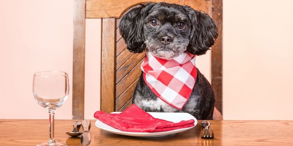 dog sat at dinner table
