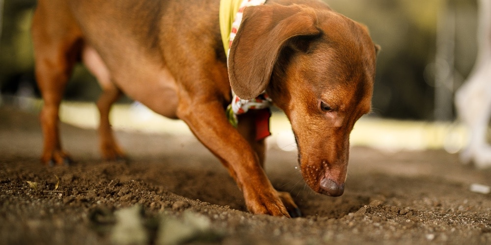 dog digging in mud