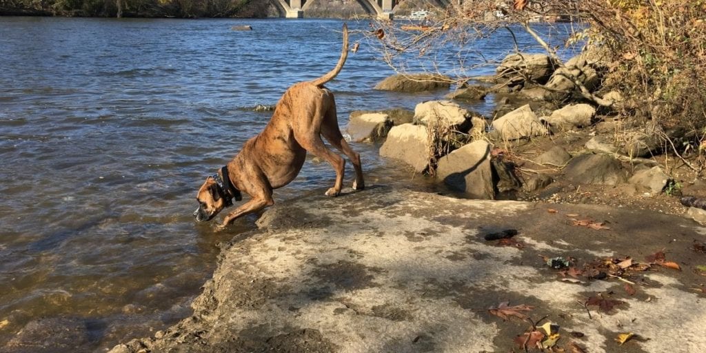 Dog drinking 2