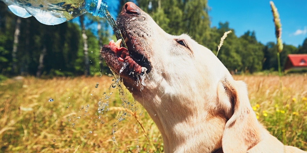 dog drinking from a bottle 