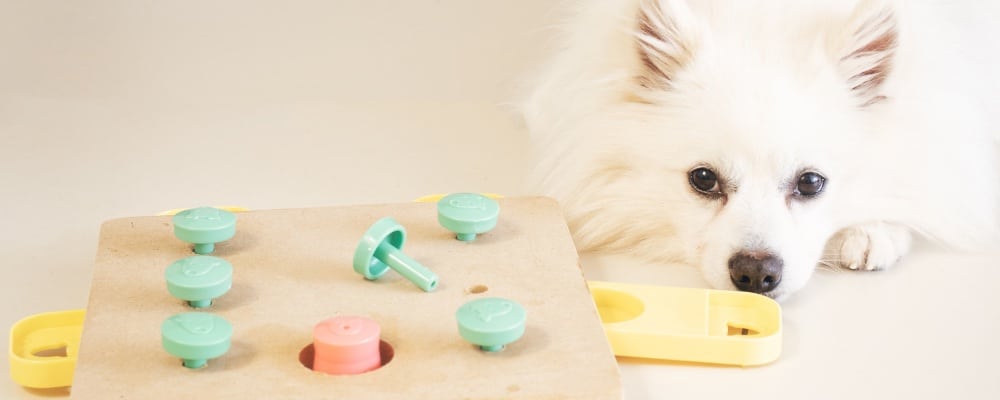 dog mental enrichment games 