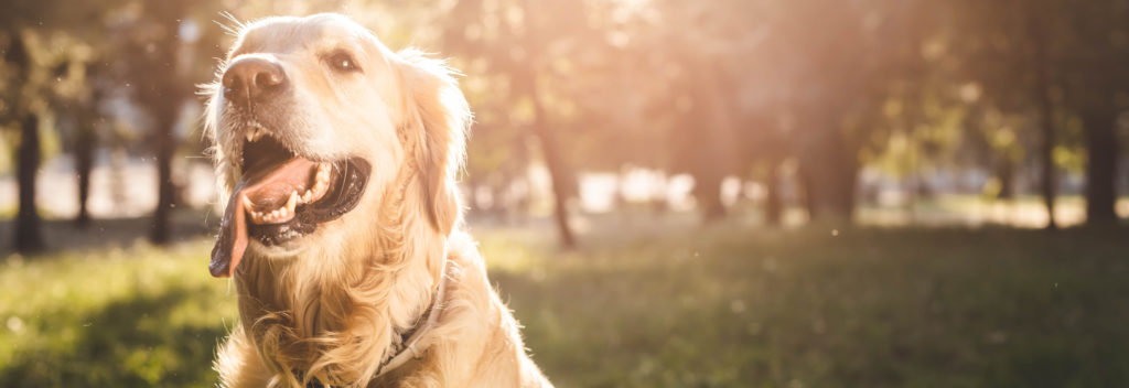 Dog in nature