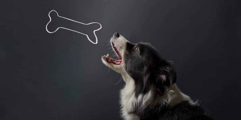 dog with a bone