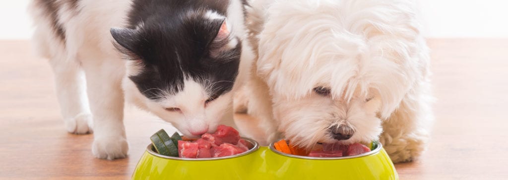 Cat and dog eating raw food