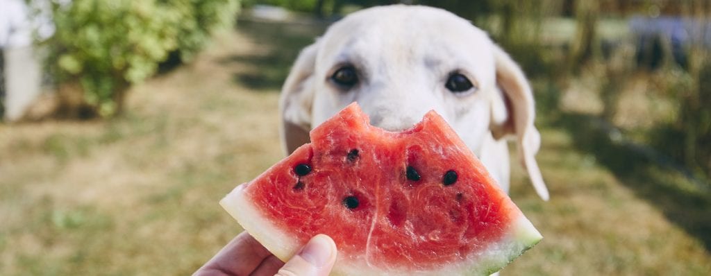 Dog with melon
