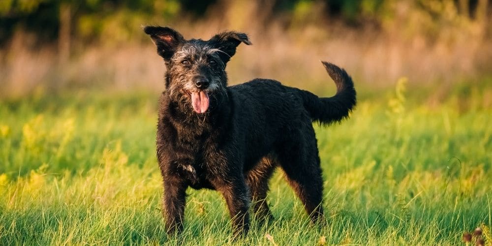 glucosamine for dogs 2