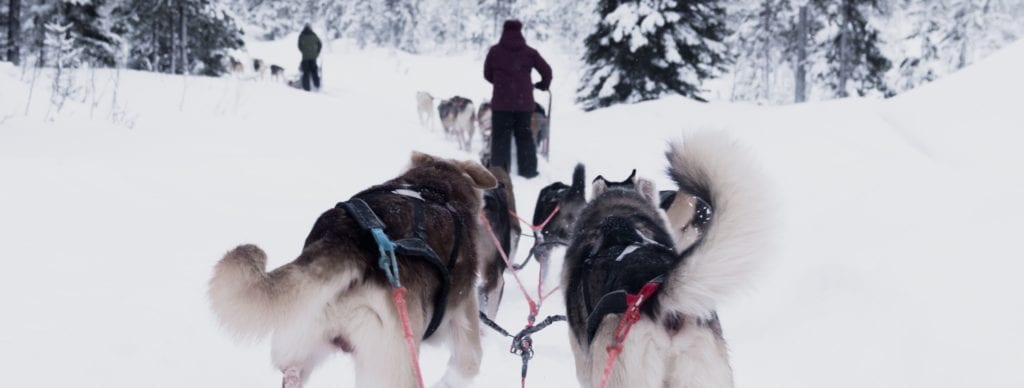 Huskies