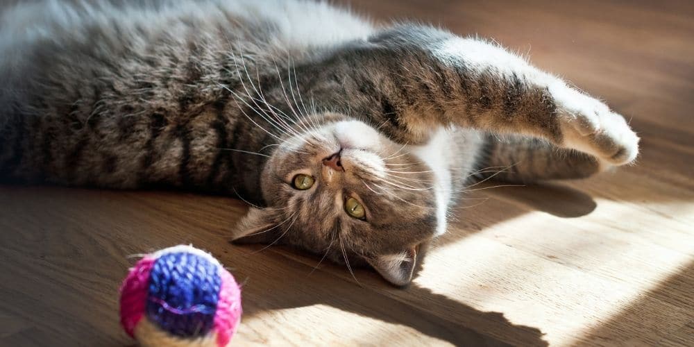 indoor cat 2