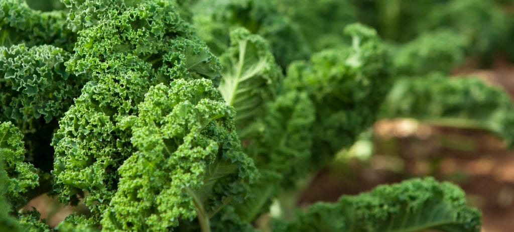 Kale