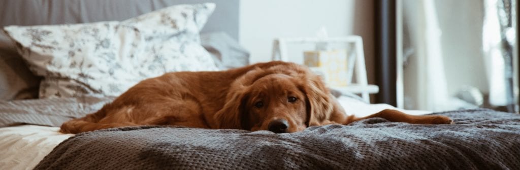Sad dog