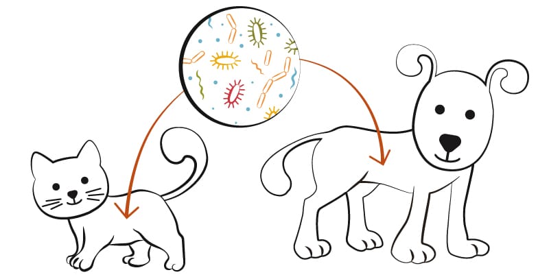 pet's microbiome diagram