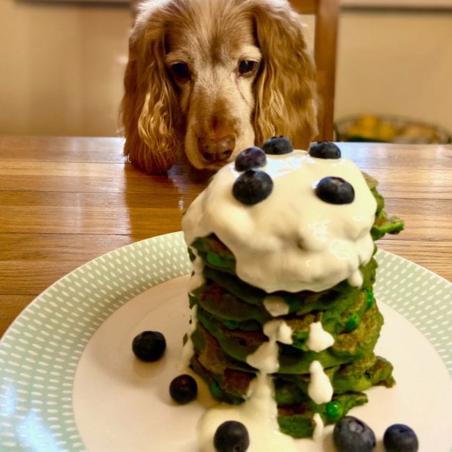spaniel staring at veggie pancakes