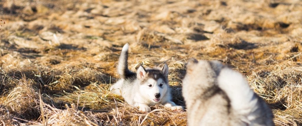 Puppies playing outside