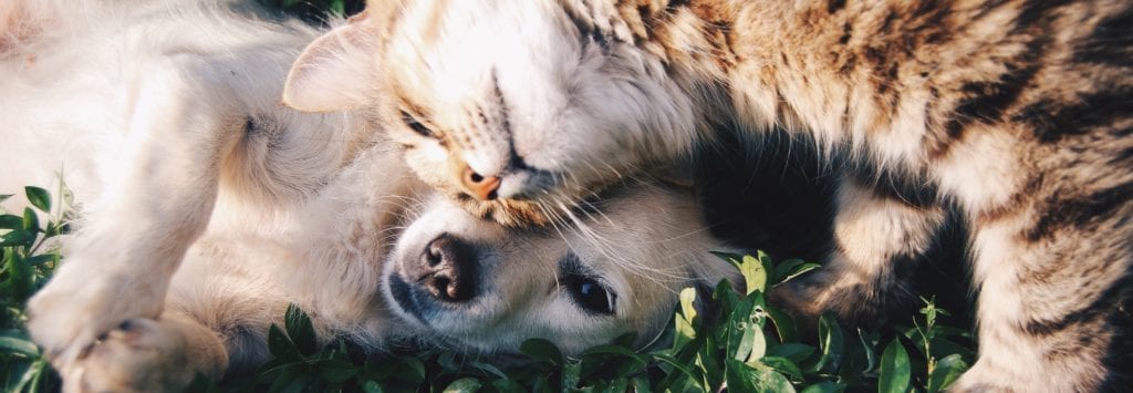 Cat and dog playing