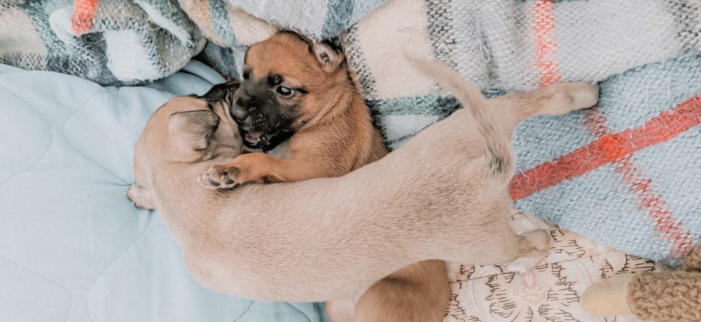 Puppies playing