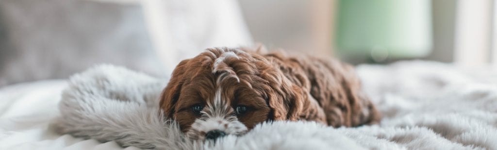 Sad puppy