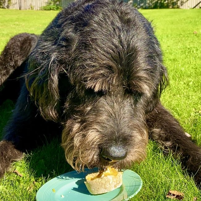 Rudi enjoying our pumpkin pie for dogs