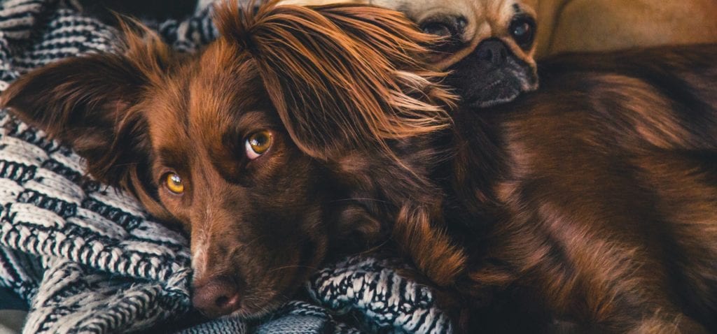 Sad dogs