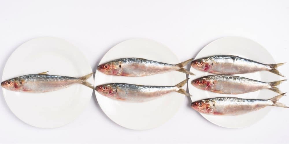 sardines