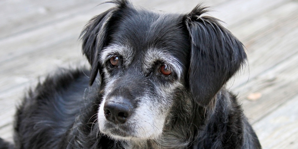 Picture of senior dog