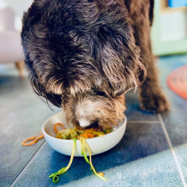 Labradoodle eating meatballs & spaghetti for dogs