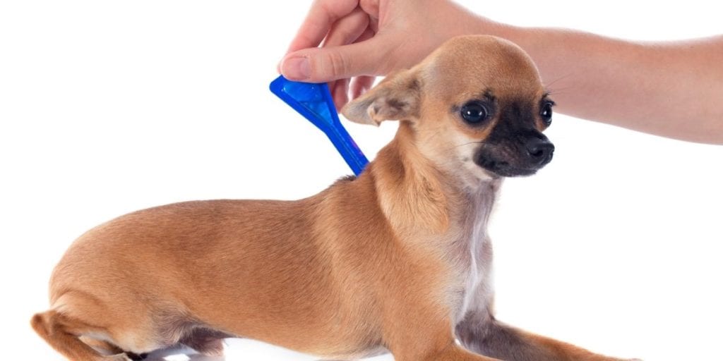 spot on treatment on dog to prevent ticks