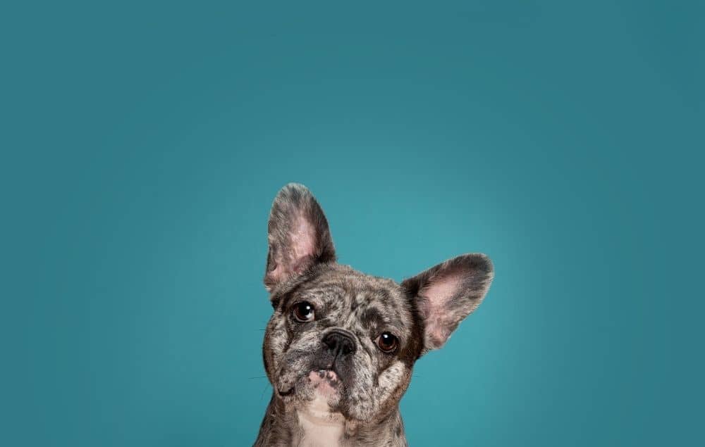 Dear Katie - my French bulldog has terrible wind 