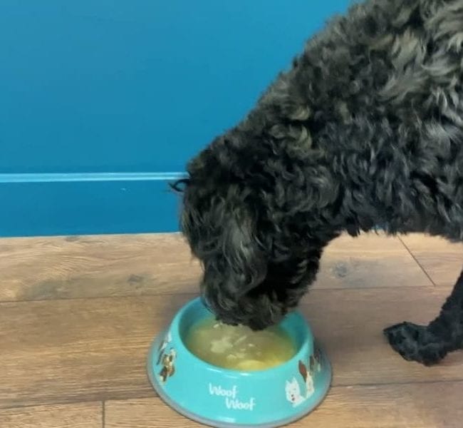 dog drinking bone broth