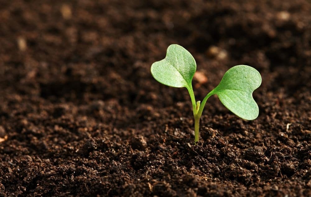 soil based bacteria