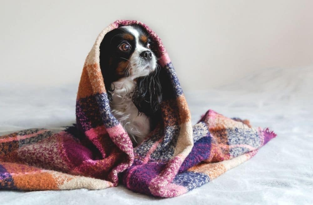 Dog under blanket