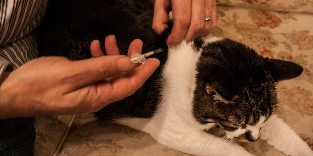 diabetic cat getting insulin injection 