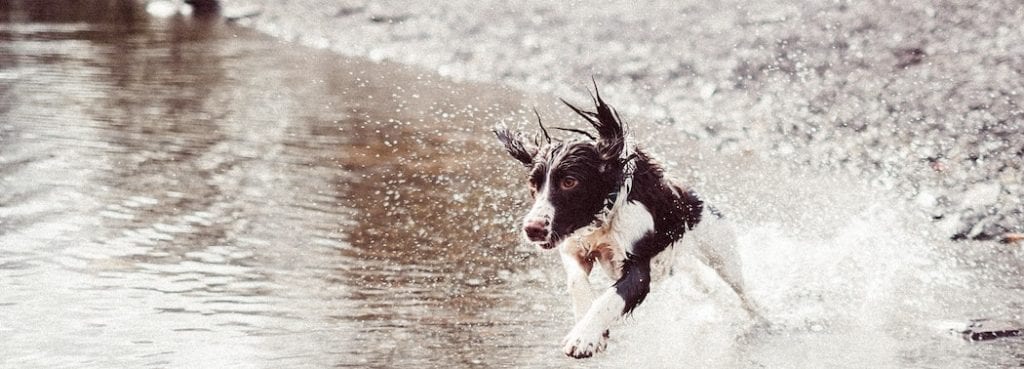 Working dog