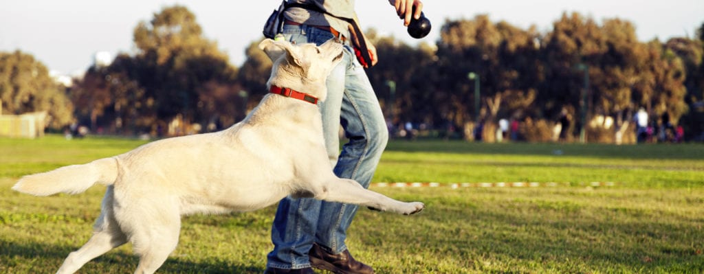 Labrador