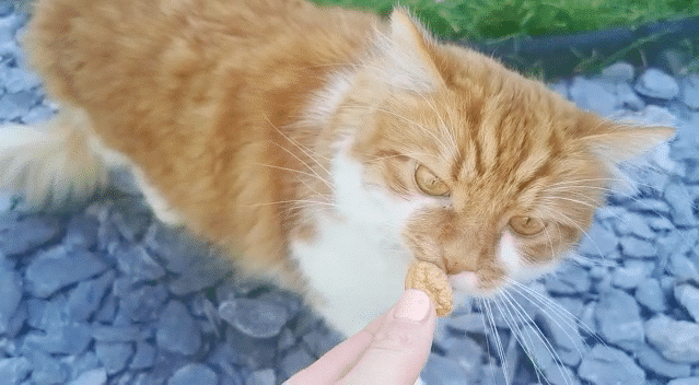 Cat eating treats