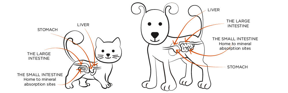 Digestion for Cats and dogs