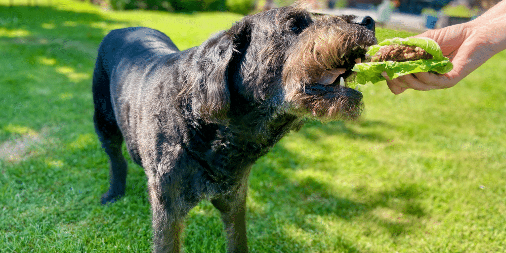 dog eating burger
