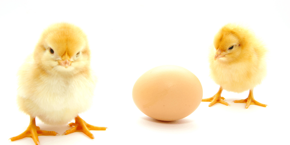 can dog eat egg if allergic to chicken 