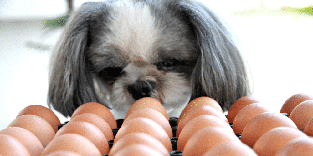egg blog 2