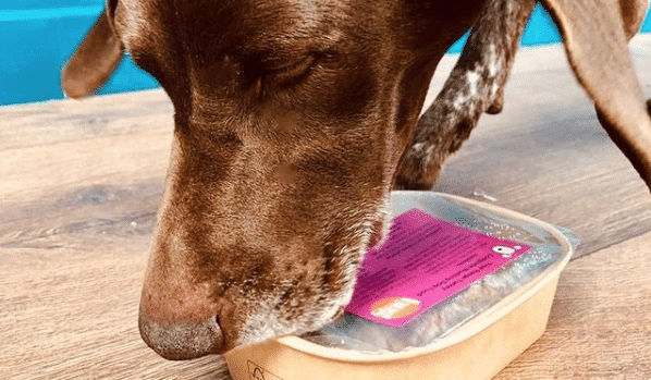 Dog with our eco-friendly pet food